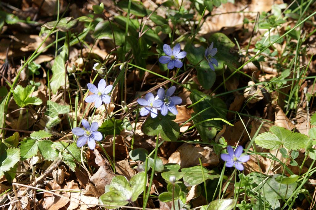 Leverbloem - blauw